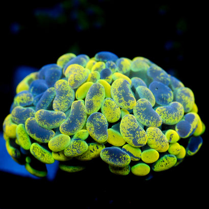 JC Yellow Splatter Hammer