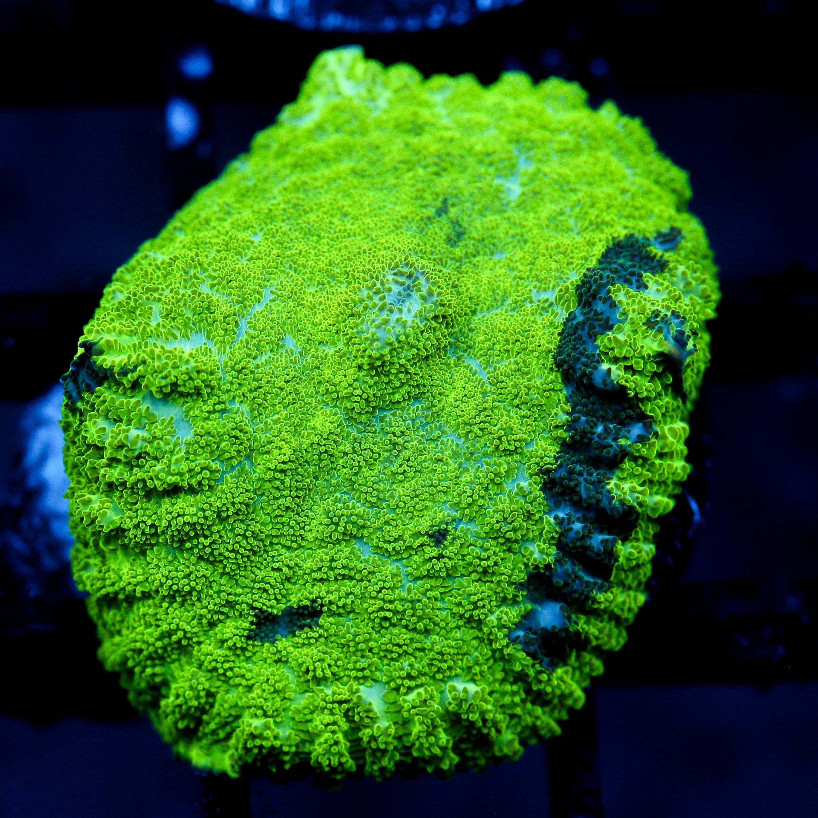 JC Kryptonite Mushroom
