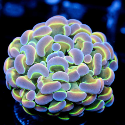 JC Ultra Hologram Hammer