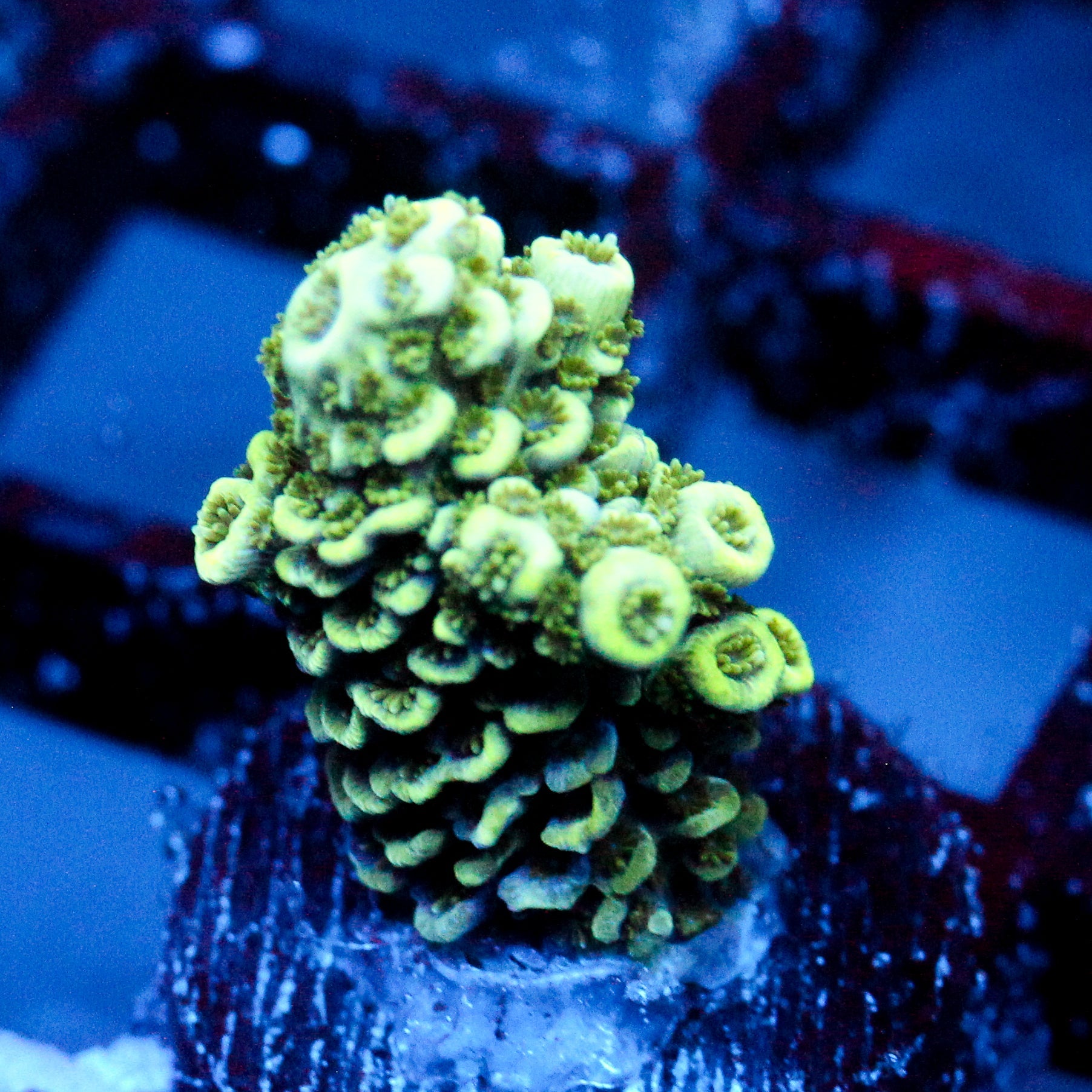 JC Suaguar Cactus