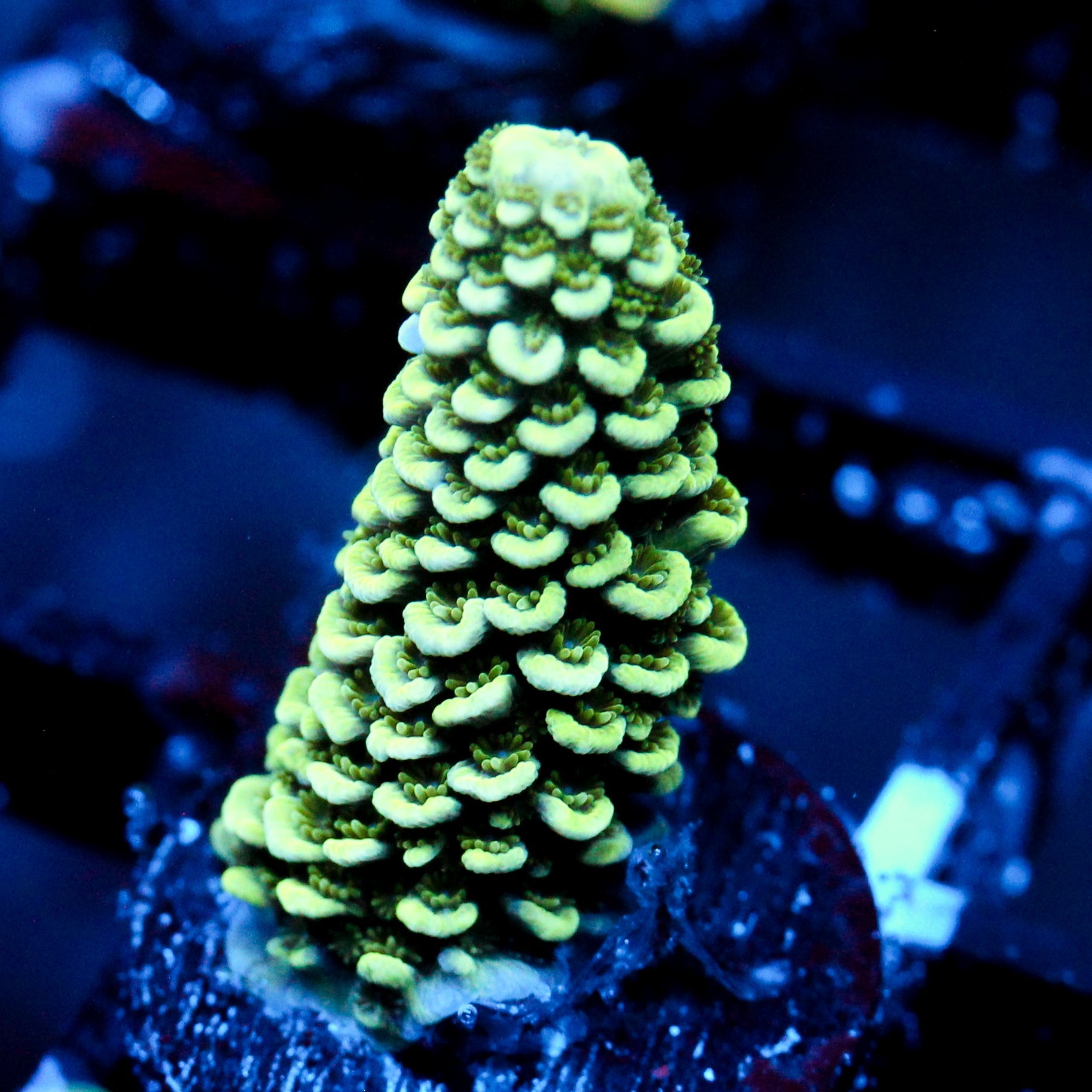 JC Suaguar Cactus
