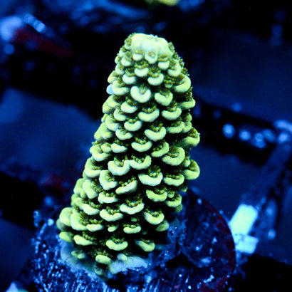 JC Suaguar Cactus