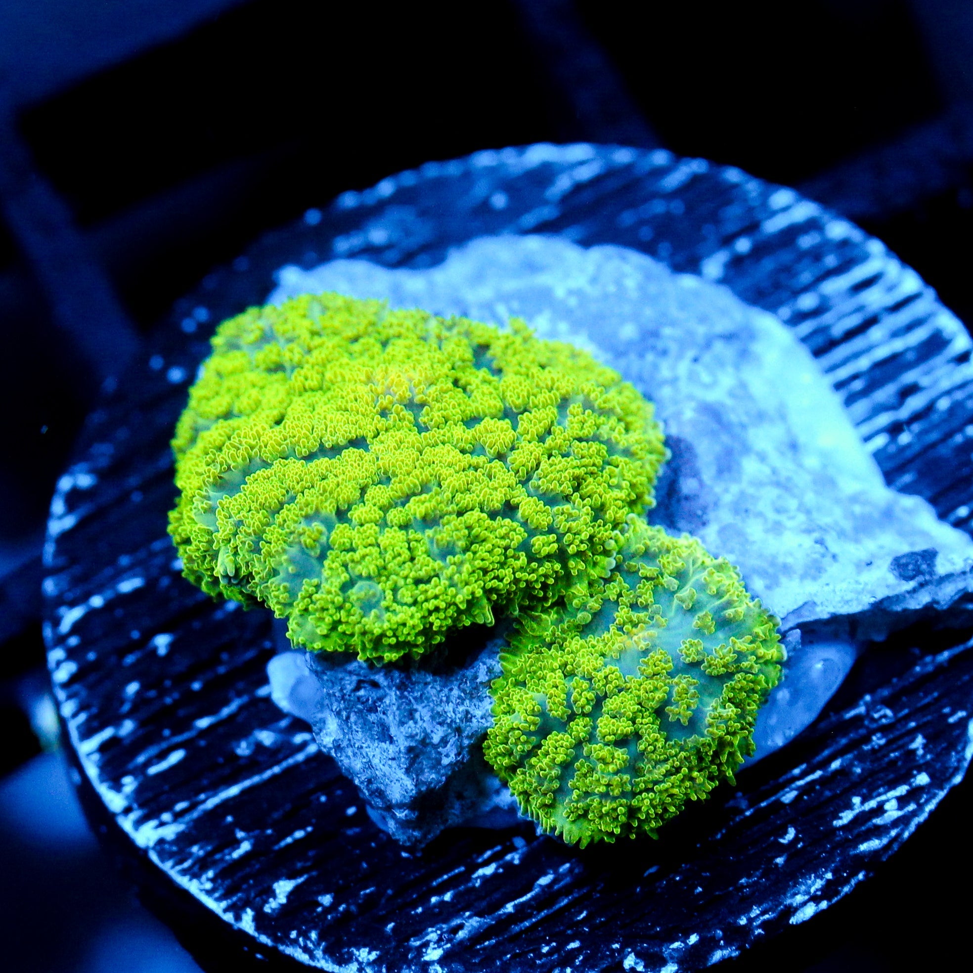 JC Neon Green Rhodactis