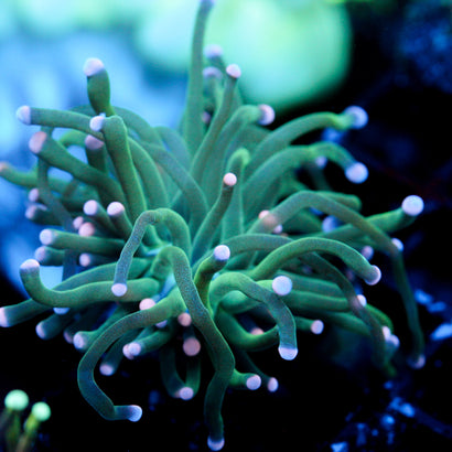 JC Cotton Candy Torch