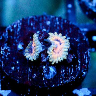 JC Oceanside Zoanthid