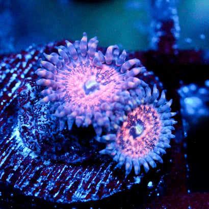 JC Amber Bliss Zoanthid
