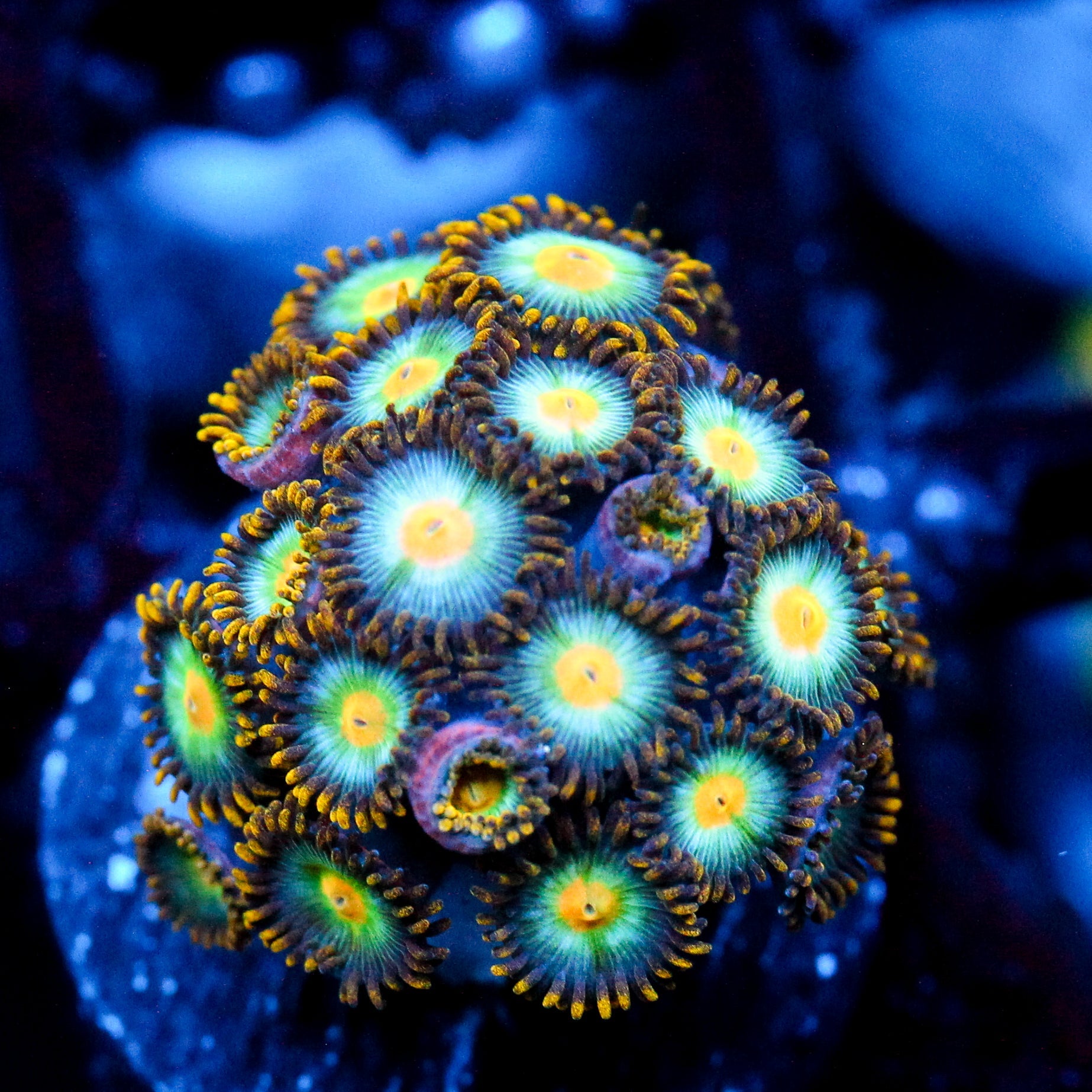 JC Saturn Zoanthid Chunk