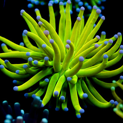 JC Cotton Candy Grail