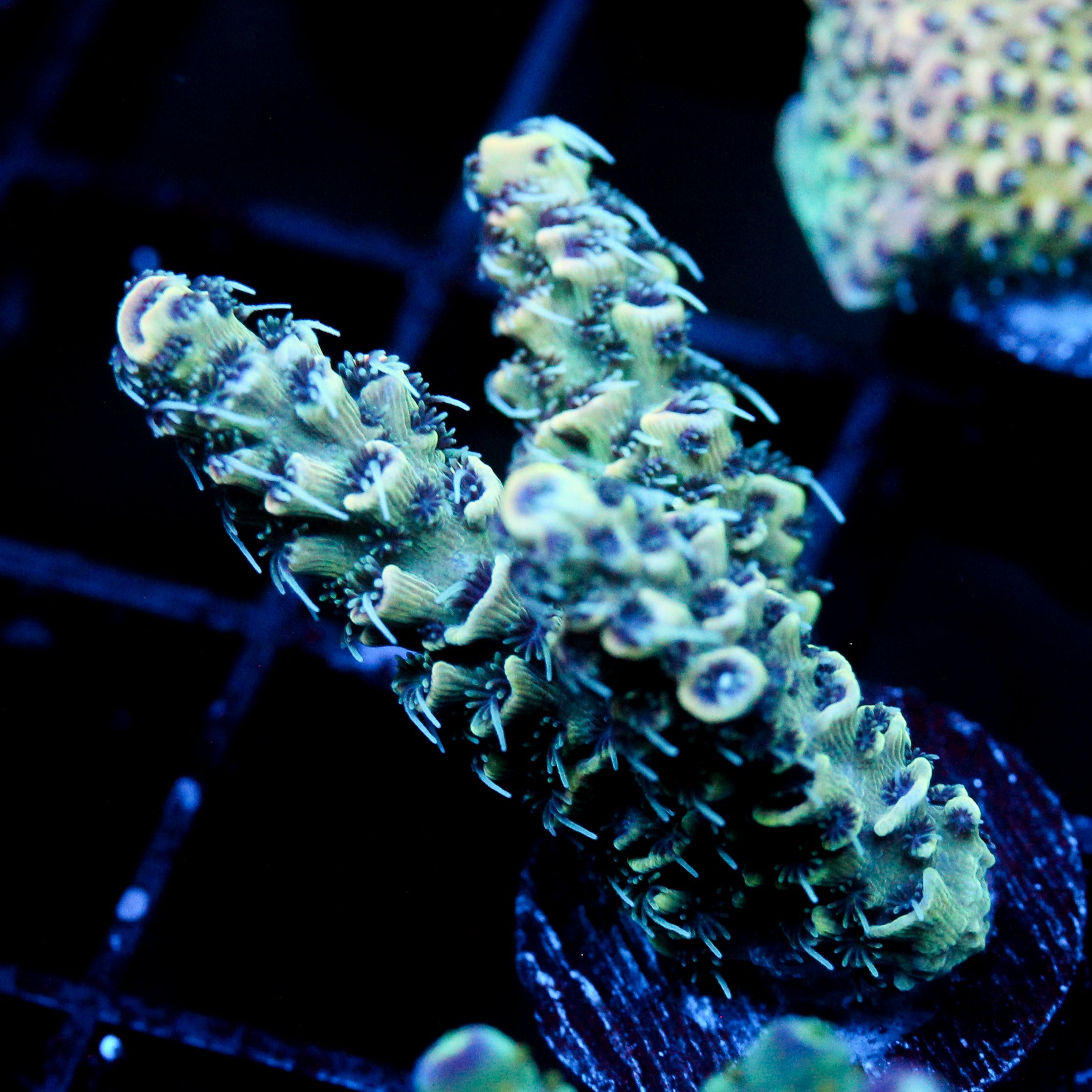 JC Exocenter