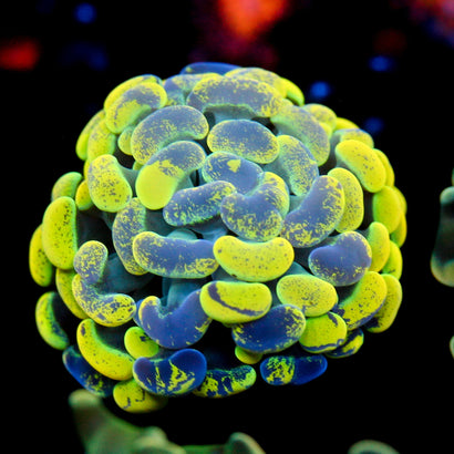 JC Yellow Splatter Hammer