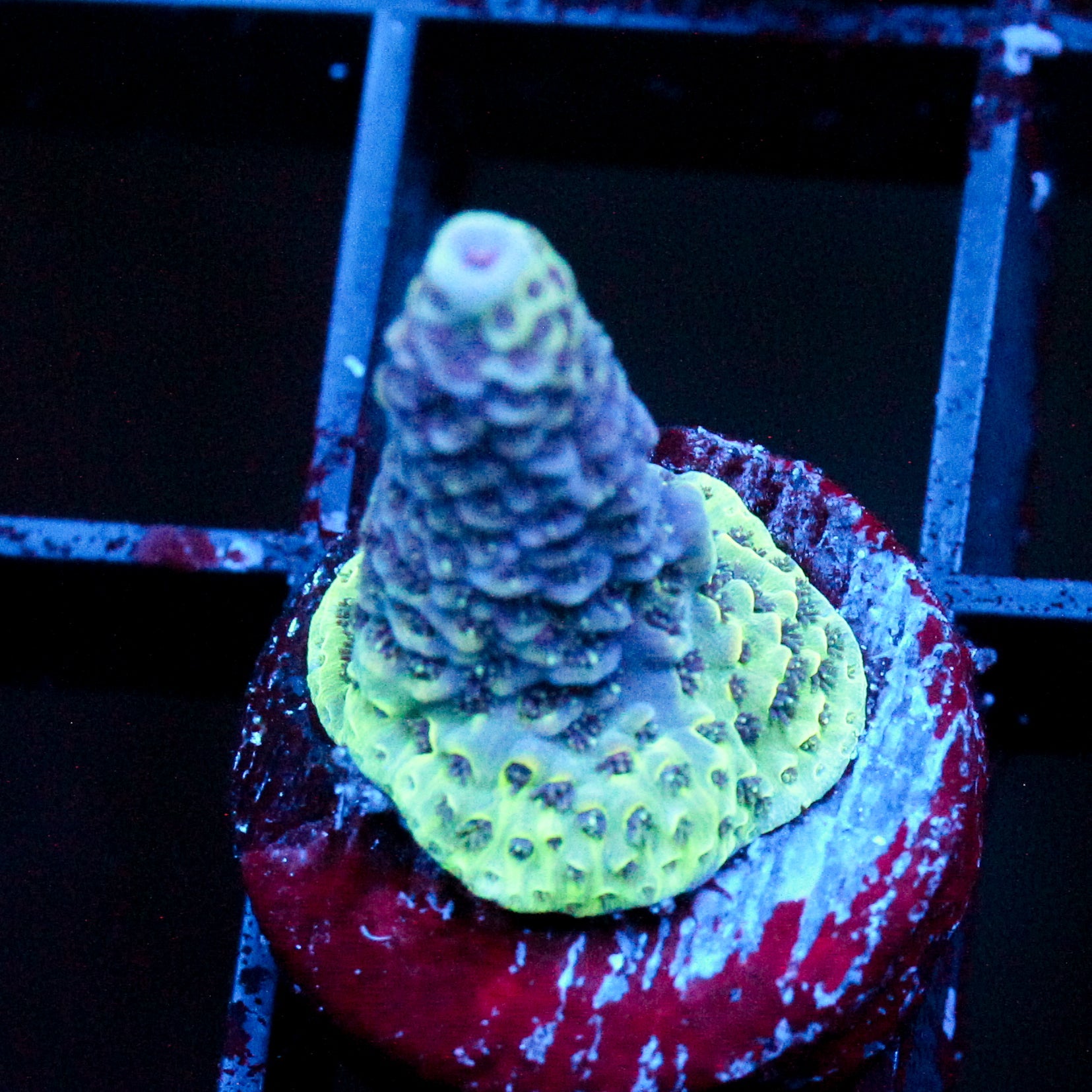 JC Galactic Goo
