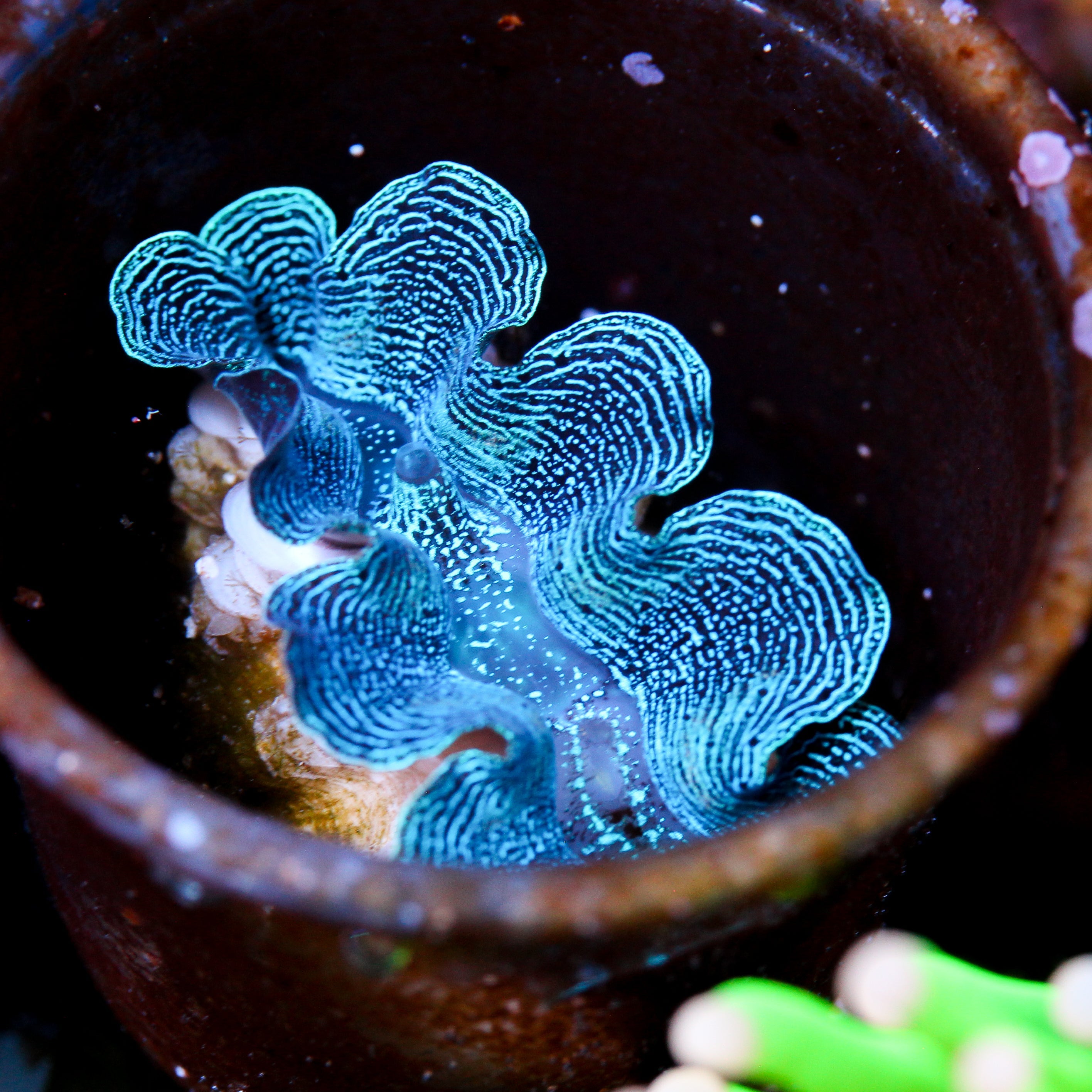 Ultra Crocea Clam