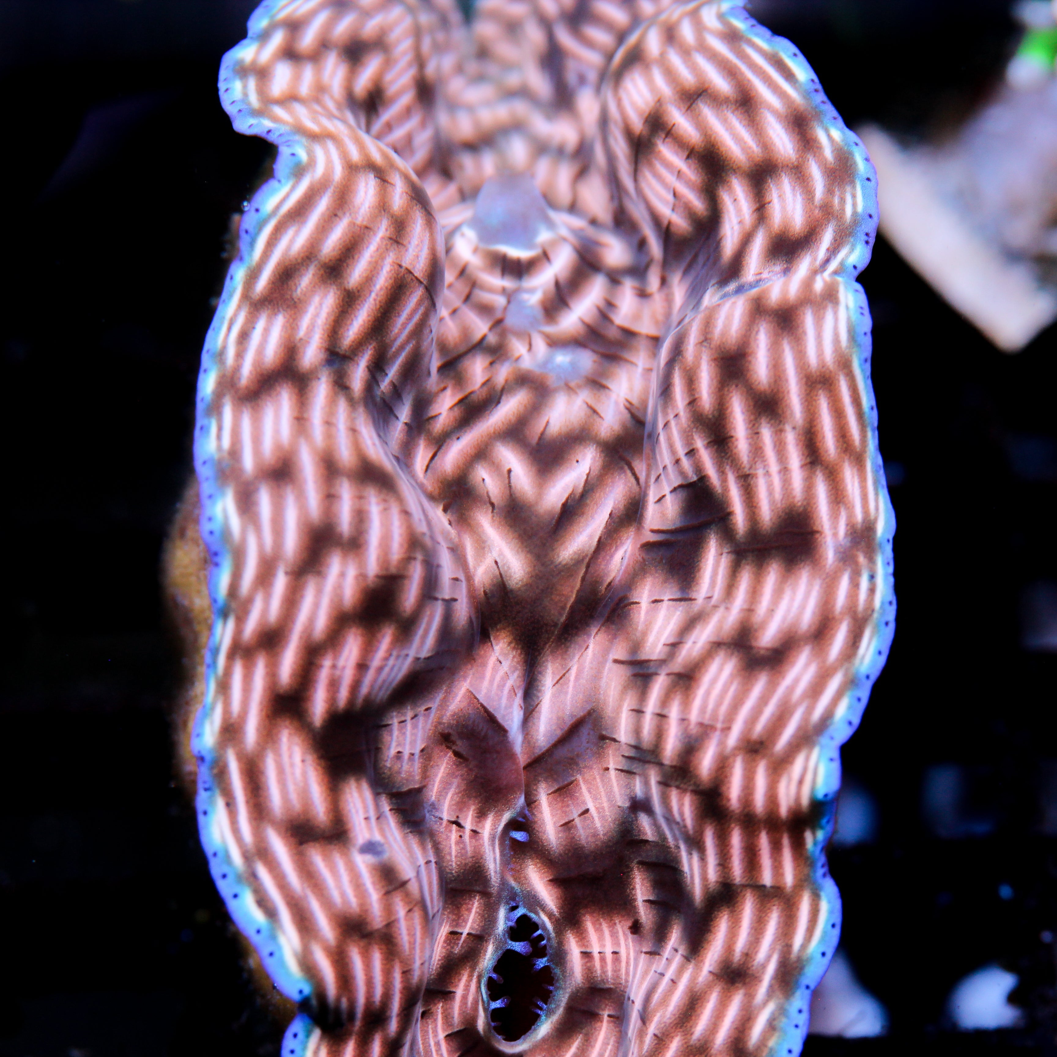 JC LG Camo Derasa