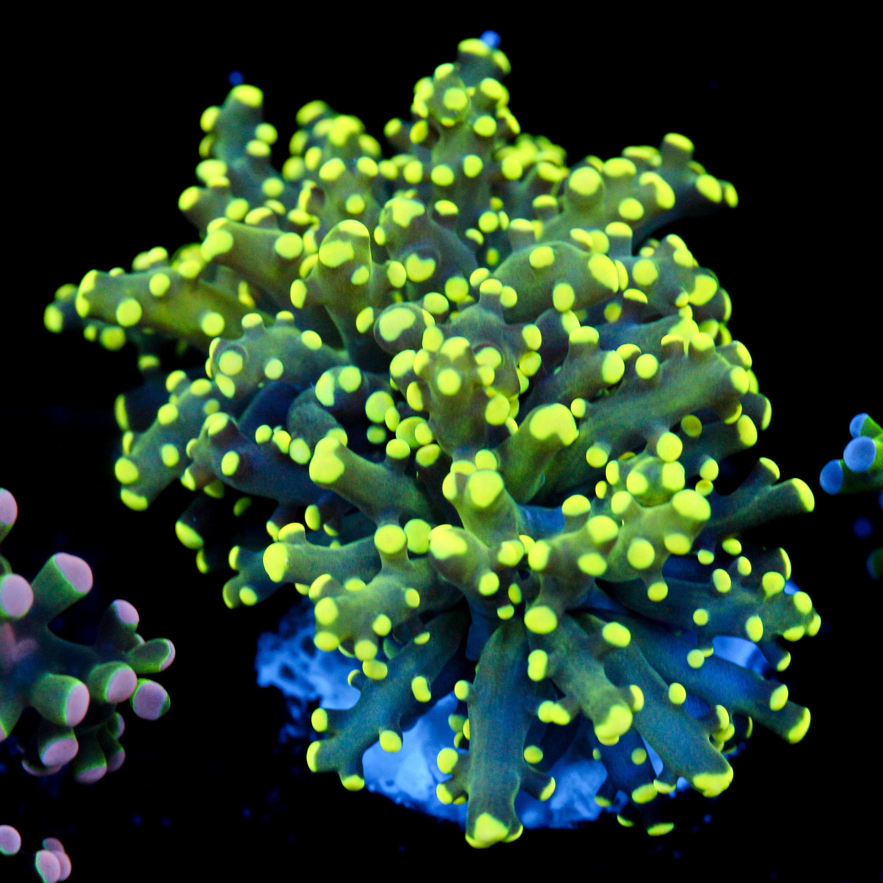 JC Neon Green Octo