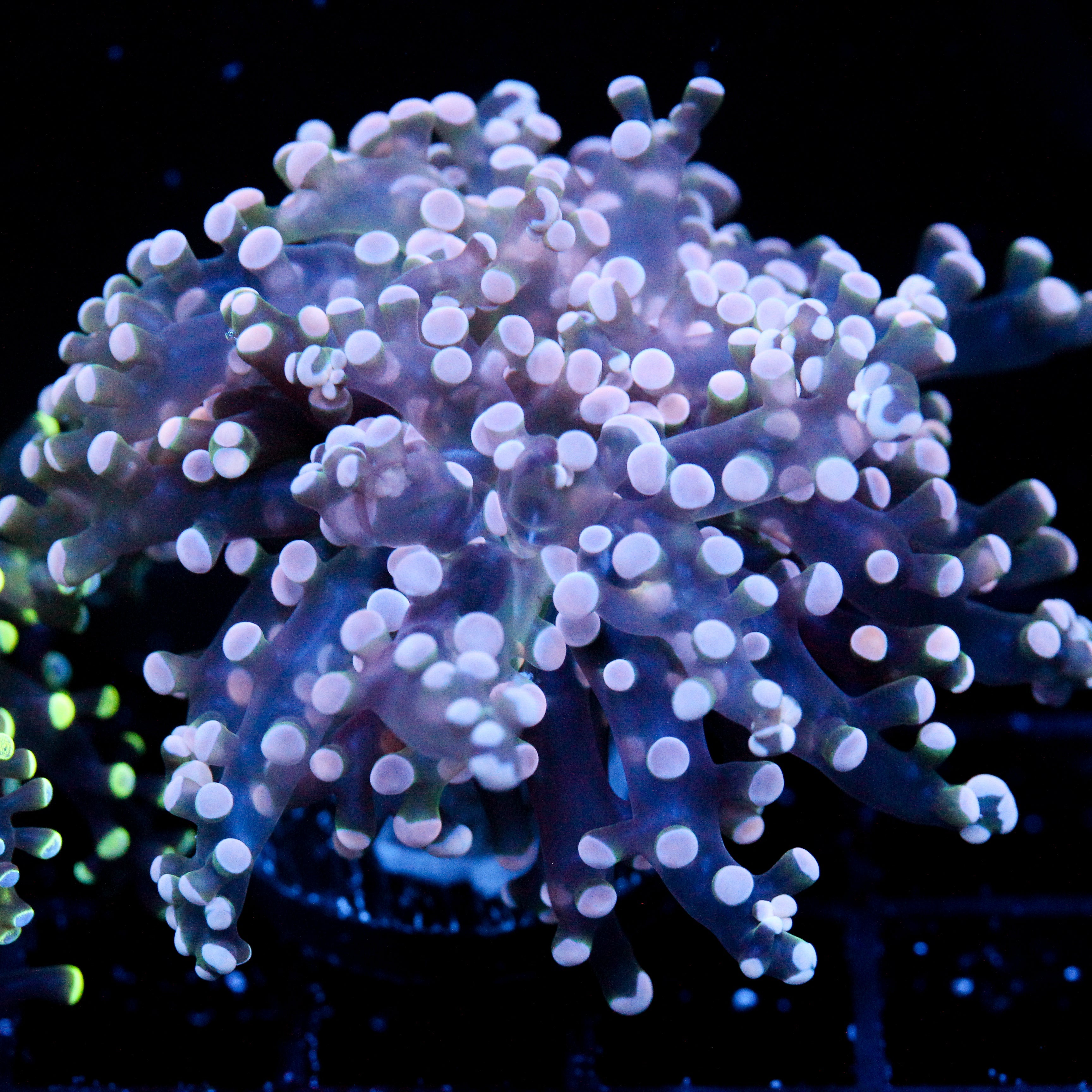 JC Pink Tip Octo