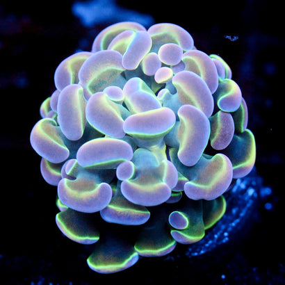 JC Ultra Hologram Hammer