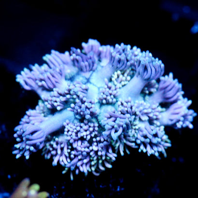 JC Purple Kiss Goni