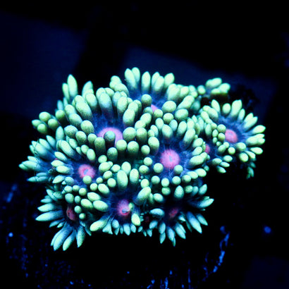 JC Phantasmic Flowers Goni