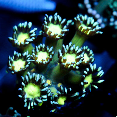 JC Cobalt Greed Goni