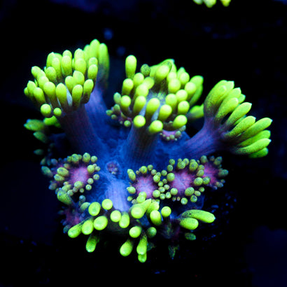 JC Alien Abduction Goni