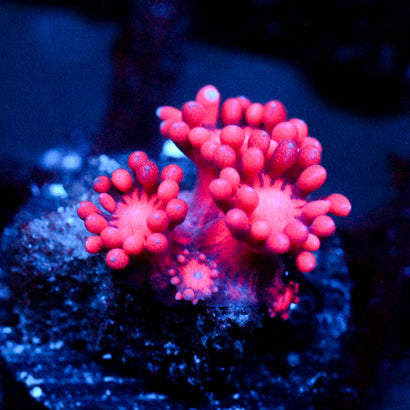 JC Red Kraze Goni