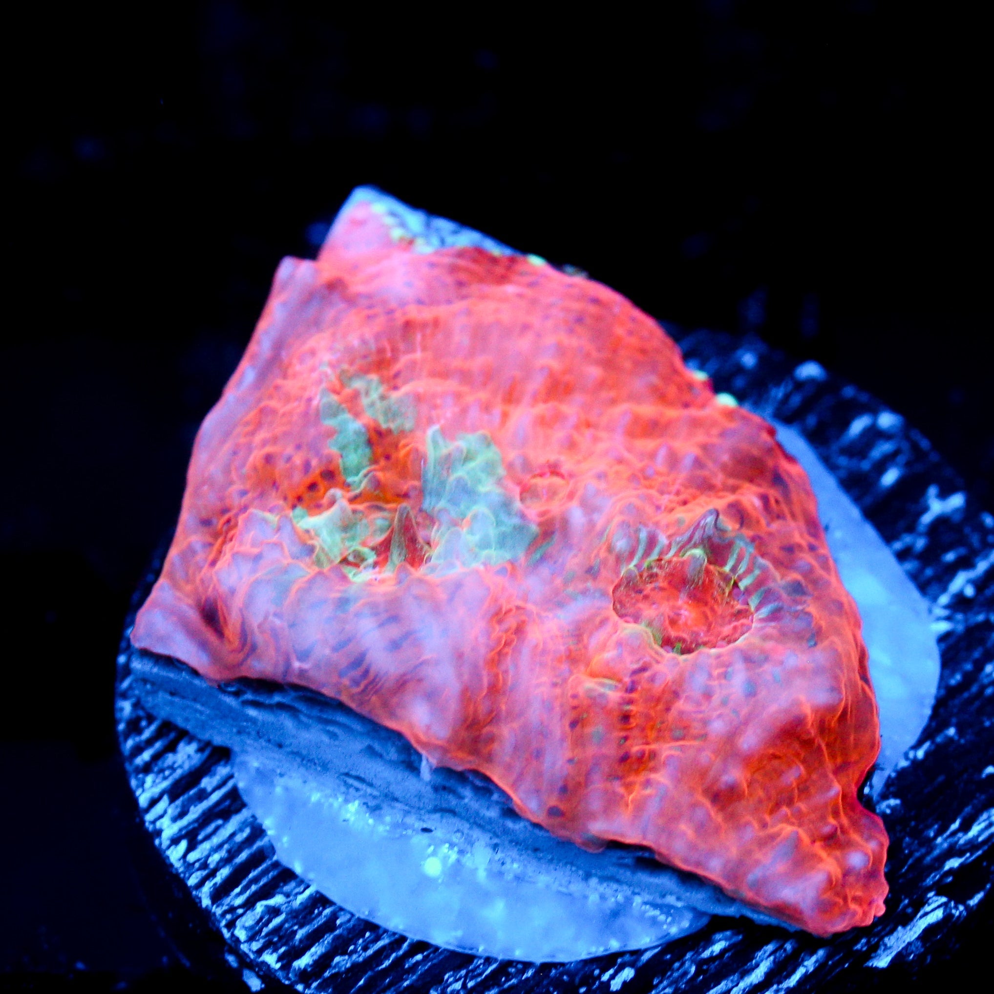 JC Orange Radiance Chalice