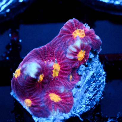 JC Cherry Slime Favia