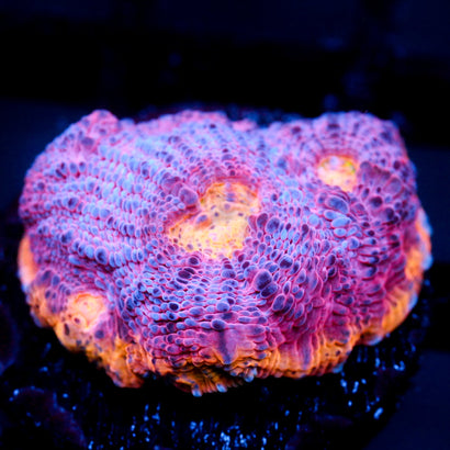 JC Grape Inferno Rainbow Chalice