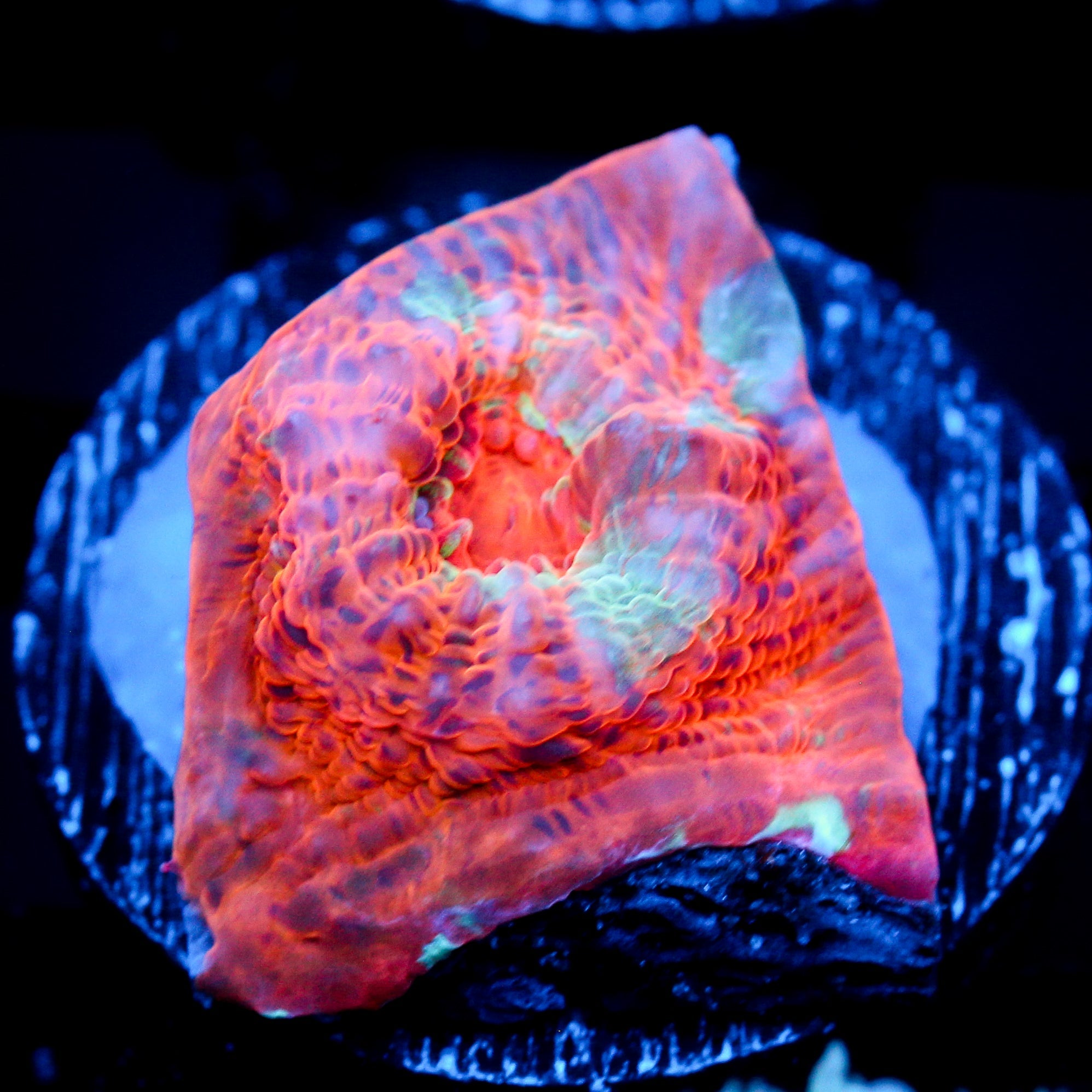JC Orange Radiance Chalice