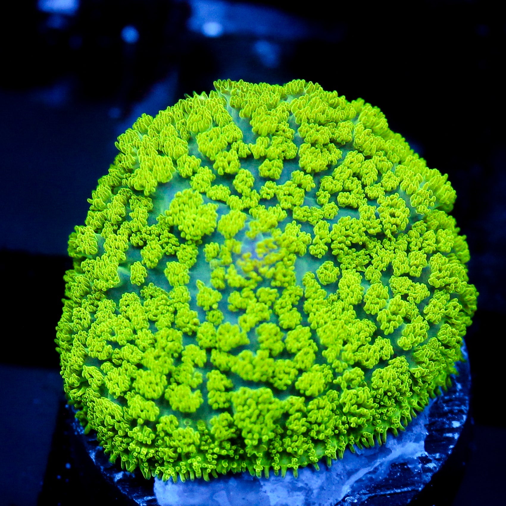 JC Neon Green Rhodactis