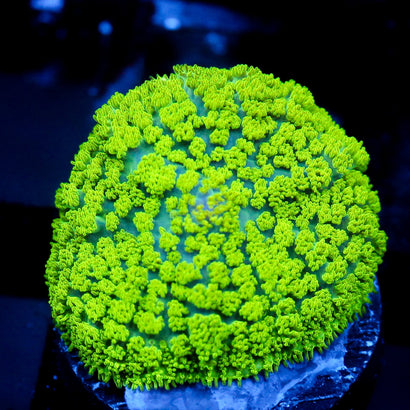 JC Neon Green Rhodactis
