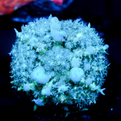 JC Cloud City Bounce