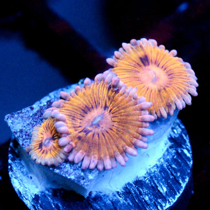 JC Chiquita Zoanthid