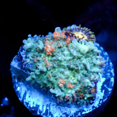 JC Bouncy Flames Rhodactis Mushroom