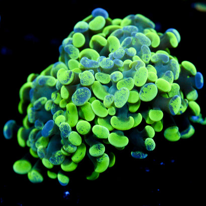 JC Ultra Splatter Hammer