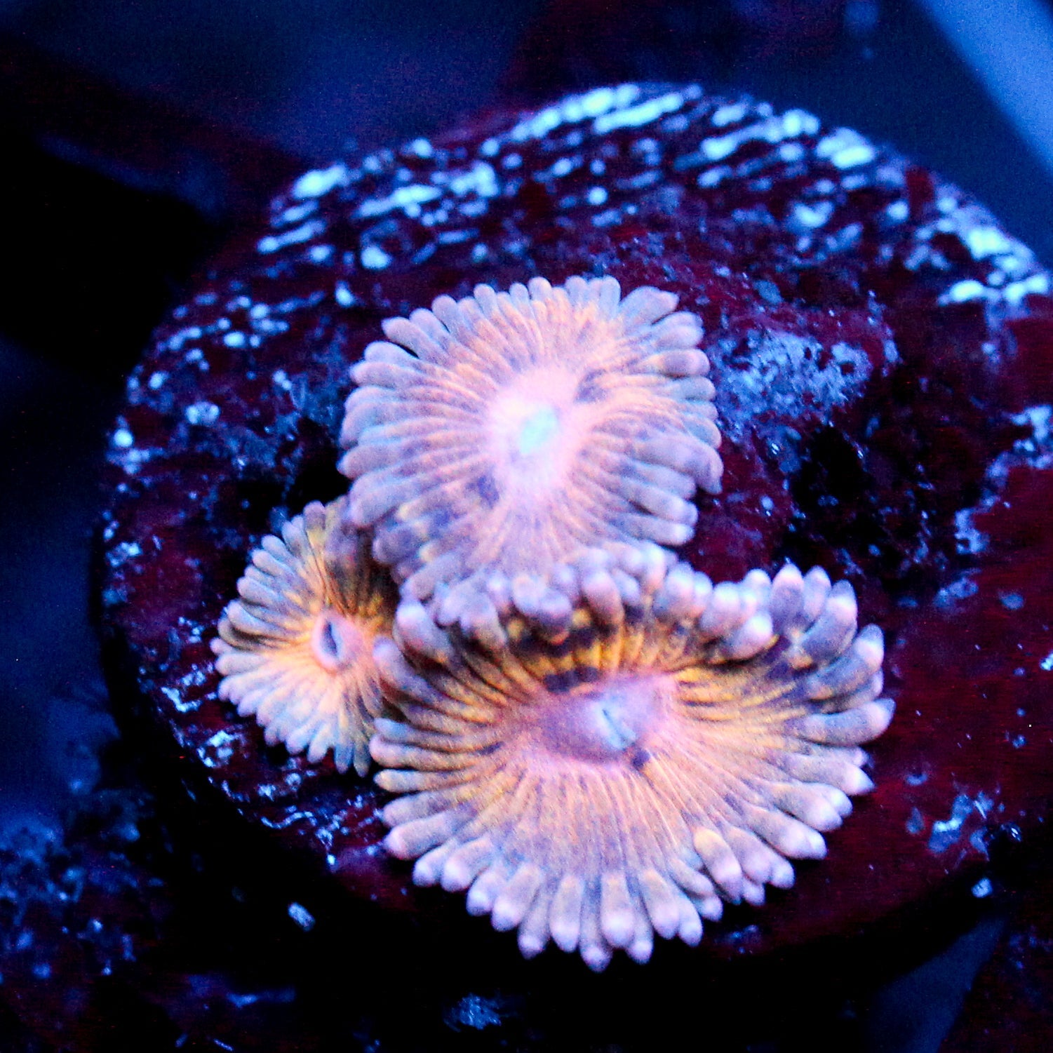 JC Pink Seam Zoanthid