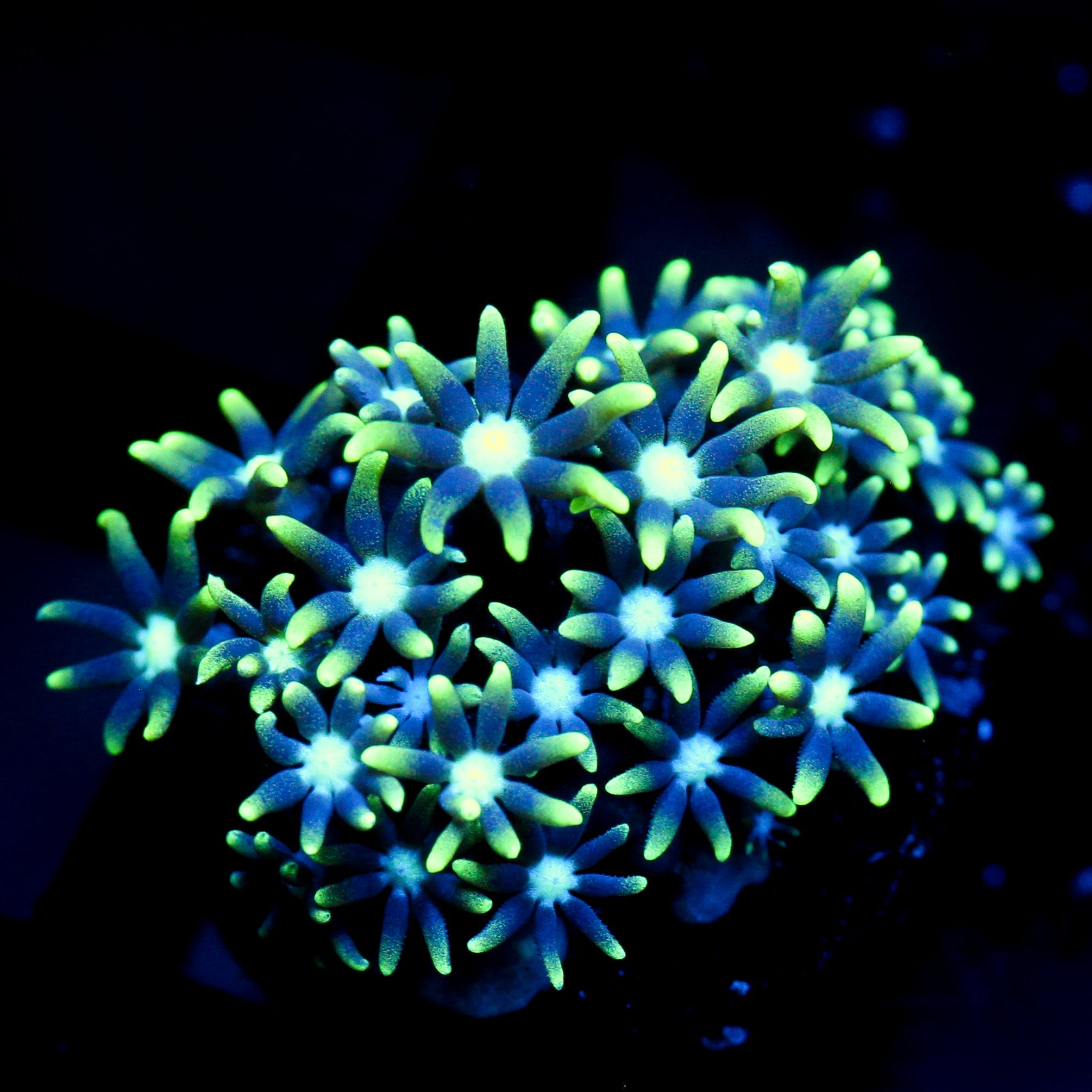 JC Star Polyp