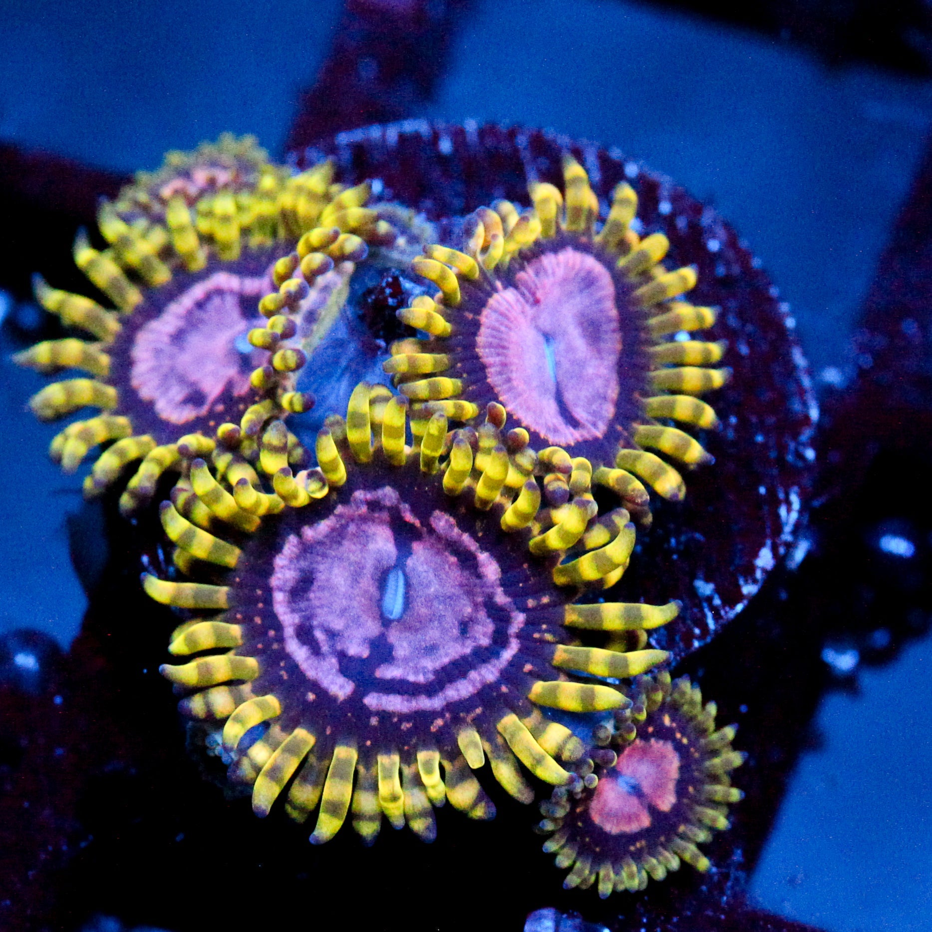 JC Purple Monster