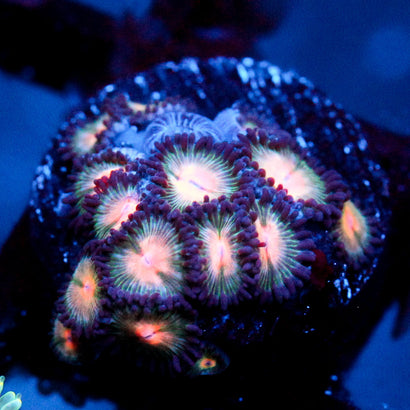 JC Peach Bellini Zoanthid