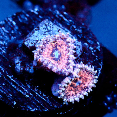 JC Neptunes Bounty Zoanthid