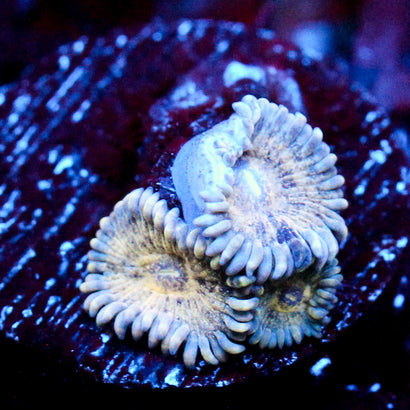JC Blue Seam Zoanthid