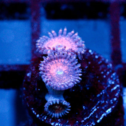 JC Amber Bliss Zoanthid