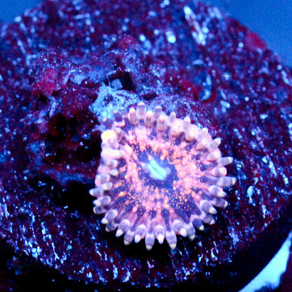 JC Neptunes Bounty Zoanthid