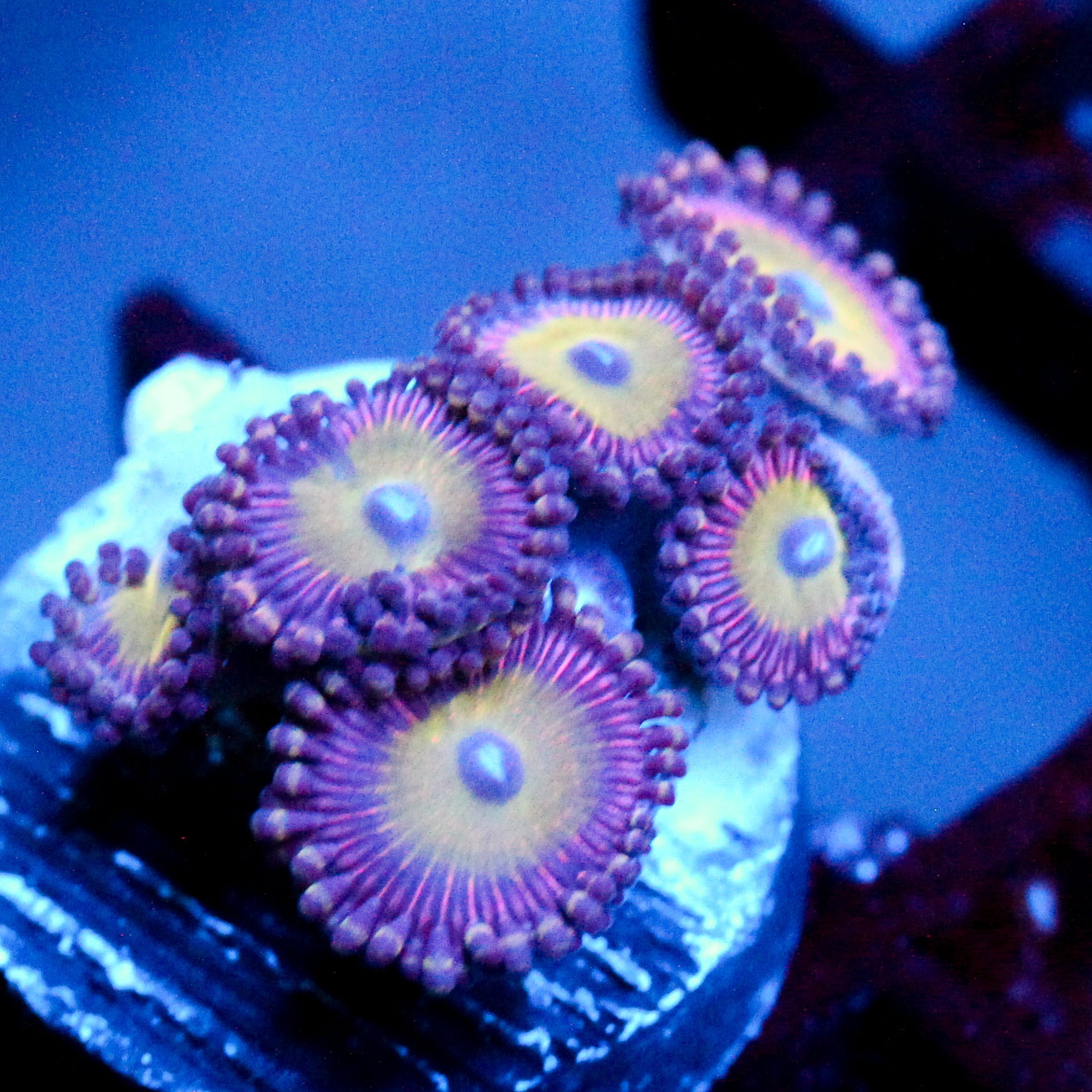 JC Hypnotoad Zoanthid