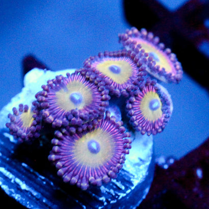 JC Hypnotoad Zoanthid