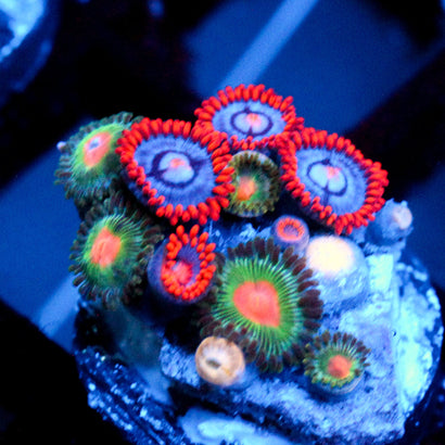 JC Zoa Garden Seed