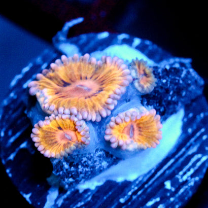 JC Gold Thrum Zoanthid