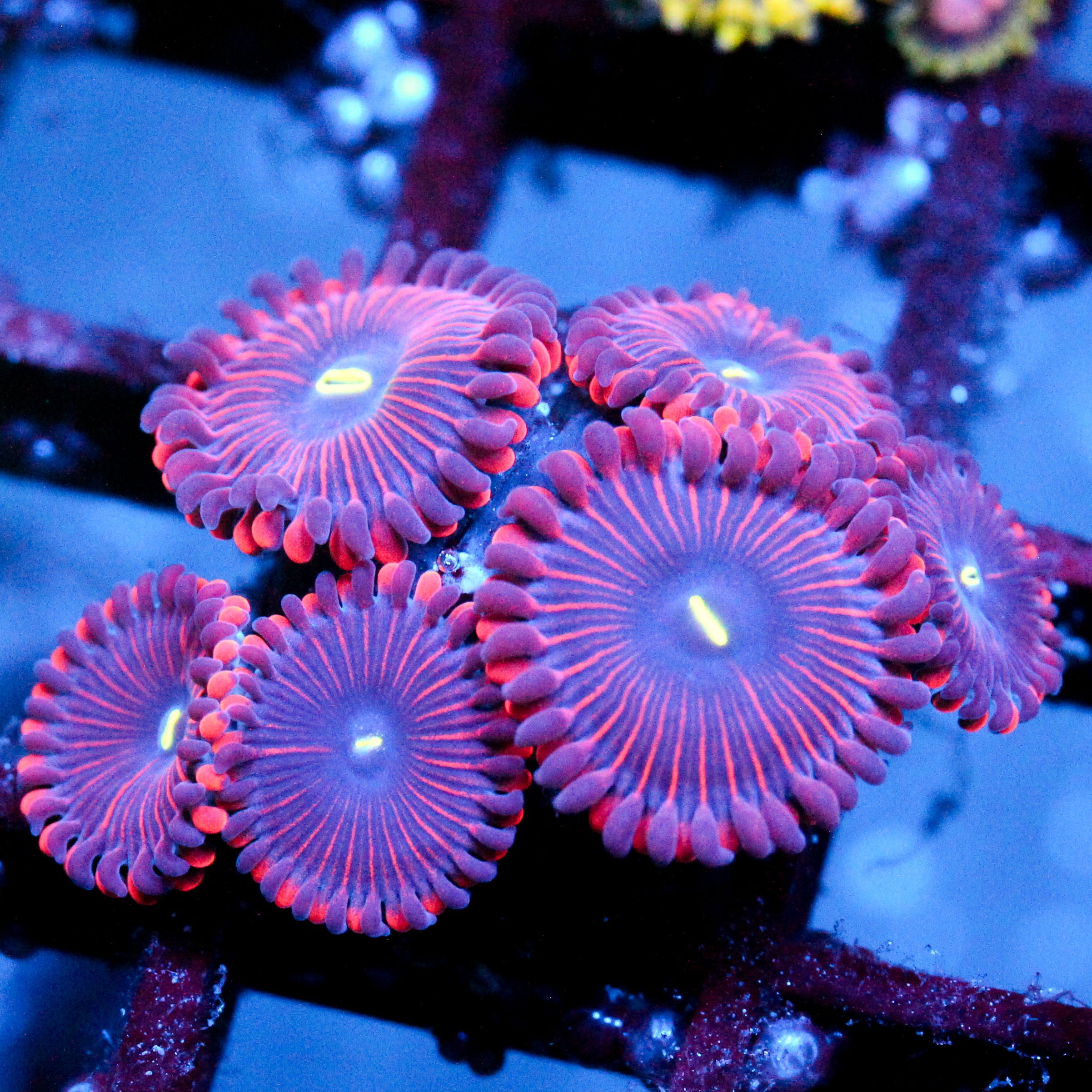 JC Purple People Eater Zoanthid