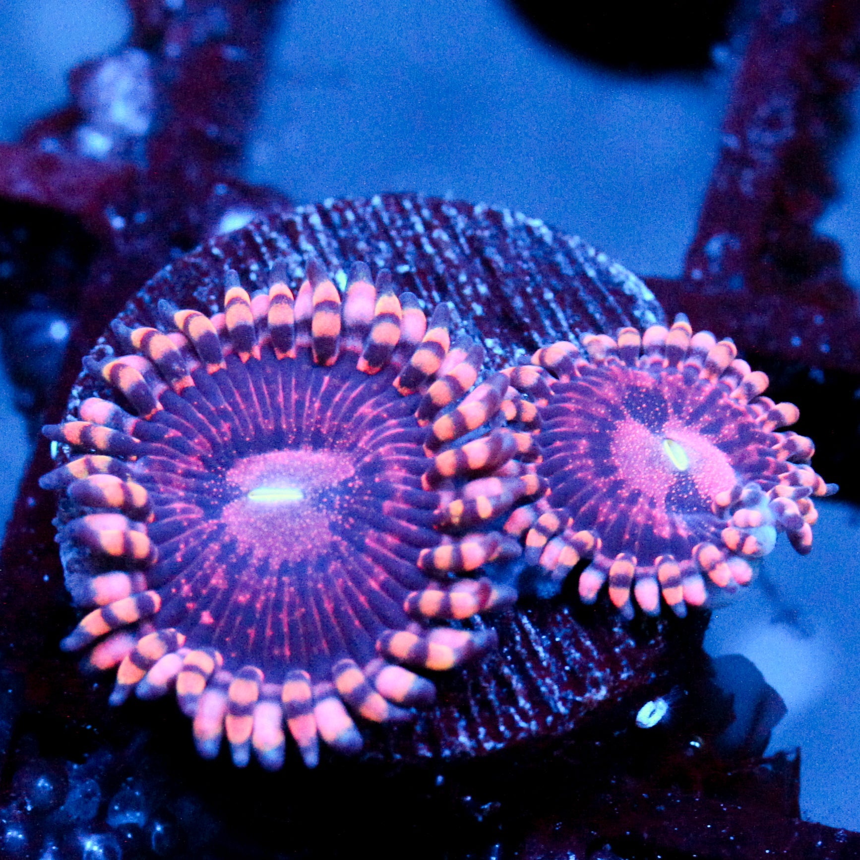 JC Purple Empress Zoanthid
