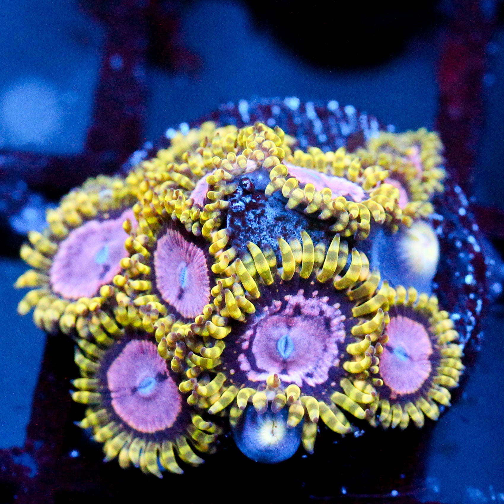 JC Purple Monster